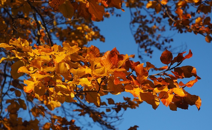 En gren med gula löv. I bakgrunden syns en blå himmel.