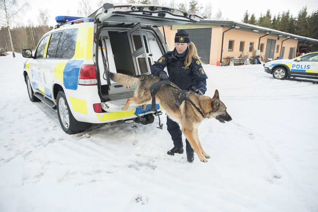 En polisbil står parkerad i snö. En polis tar emot en hund som hoppar ut ur polisbilens baklucka.