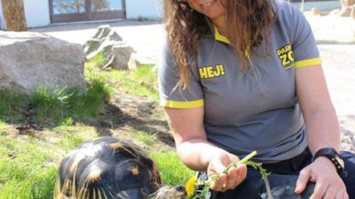 Zoologen Linn Lagerström sitter vid parkens strålsköldpadda.