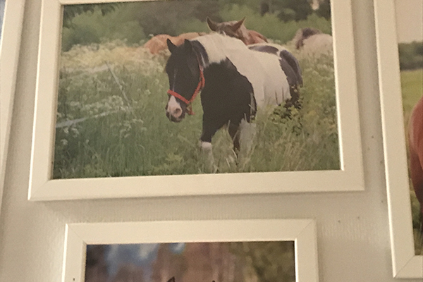 Foto av tavla föreställande Molly