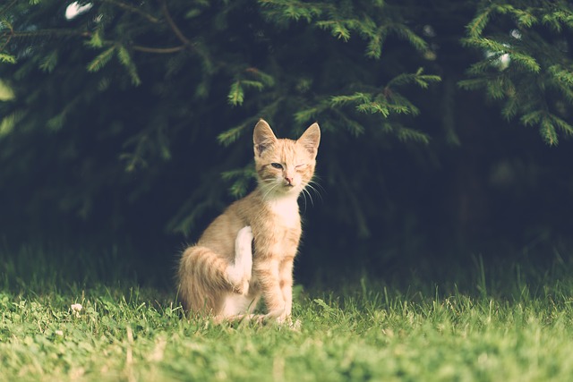 En röd-vit katt sitter i gräset, den blundar med ena ögat.