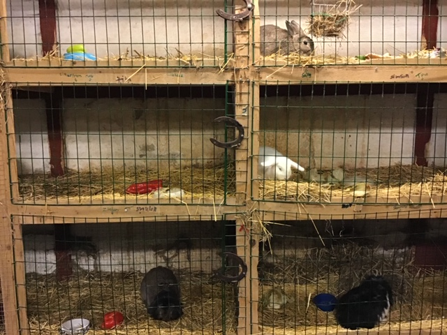 Många burar med kaniner i