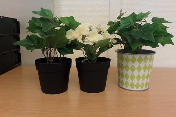 Ett foto på tre krukväxter.