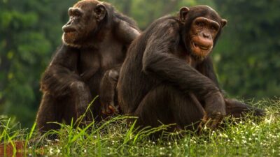 gamla schimpanser gillar sina vänner.