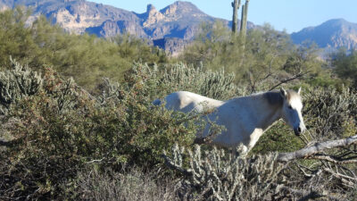 Hästar i öknen gräver brunnar