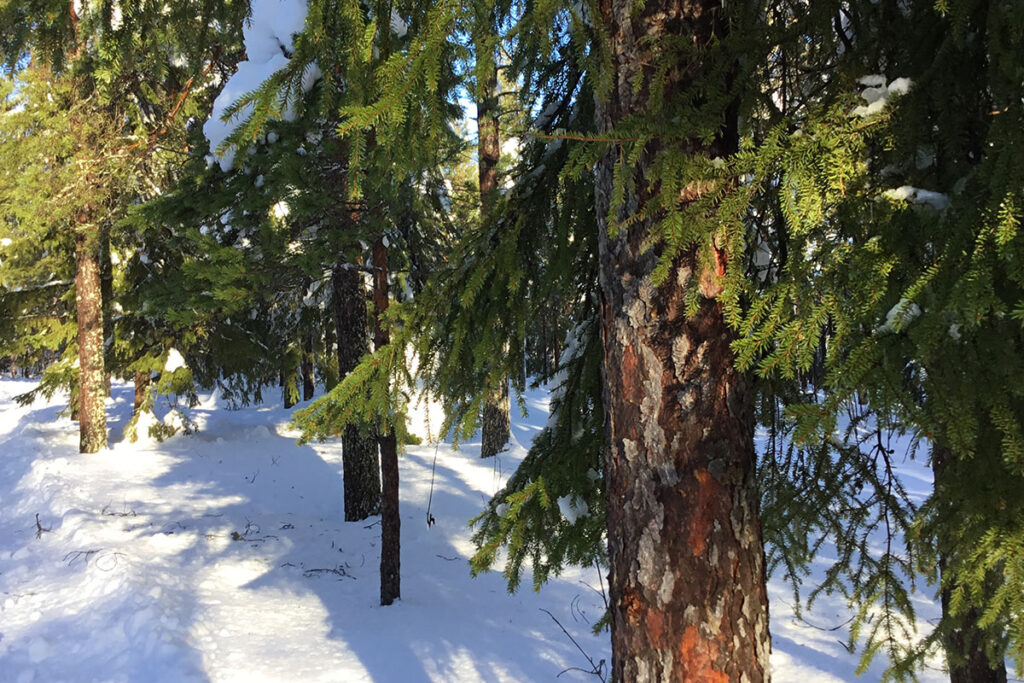 Granar som står i snön.