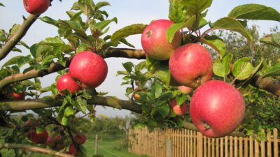 I år blir Kiviks marknad av
