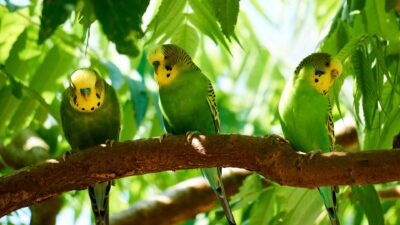 Undulat hjälper forskare i Lund.