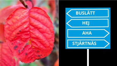 Collage på vägskyltar och höstlöv